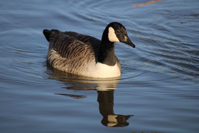 Close-up of canada goose swimming in lake