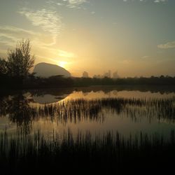 Grass growing in lake against sky during sunset