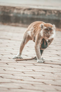 Protective monkey mom holding her baby while crossing the street