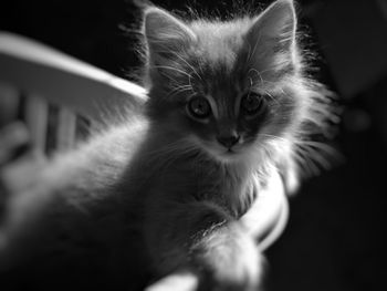 Close-up portrait of kitten at home