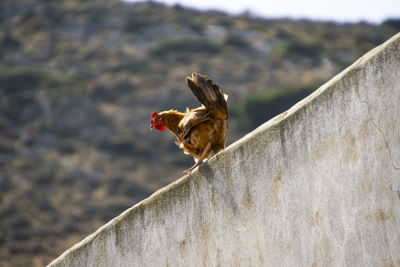 Bird on wall