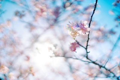 Low angle view of cherry blossoms in spring