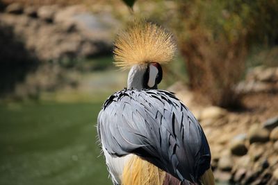 Close-up of a bird