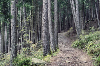 Trees growing in forest