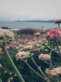 Close-up of flowers growing by sea against clear sky