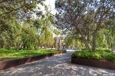 Trees in a park