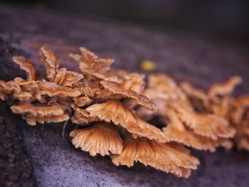 Close-up of dry maple leaves on wood