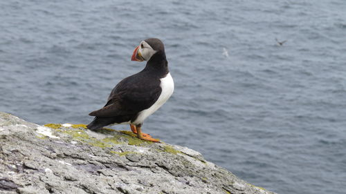 Seagull perching on rock