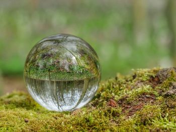 Scenic reflection of trees on globe