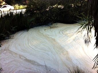 Plants growing on tree