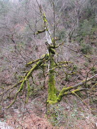 Plant growing in forest