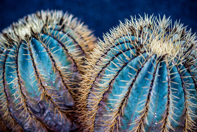 Close-up of succulent plant