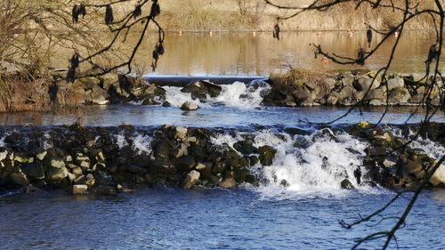 Scenic view of river by trees