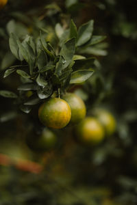 Close-up of fruits on tree