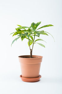 Close-up of potted plant against white background