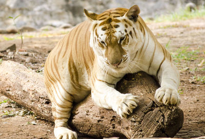 Close-up of a tiger on rock at zoo