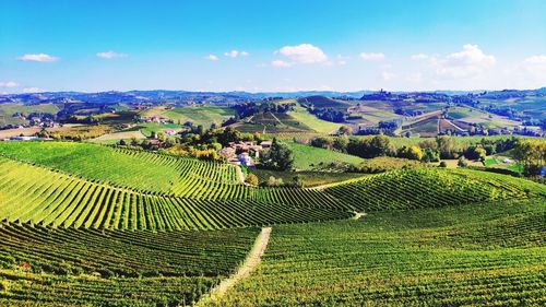 Scenic view of vineyard against sky