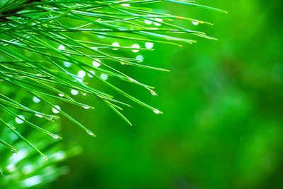 Close-up of water drops on plant