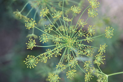 Close-up of flowering plant