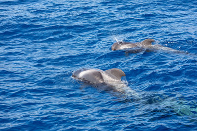 View of whale swimming in sea