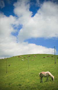 Horses grazing in a field