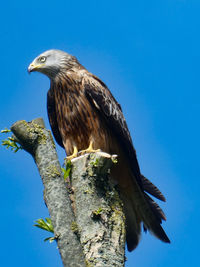 Low angle view of red kite perching on tree against blue sky