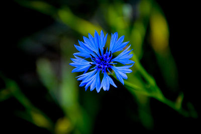 Close-up of purple flowers blooming outdoors