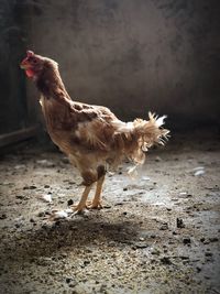 Side view of a chicken on field
