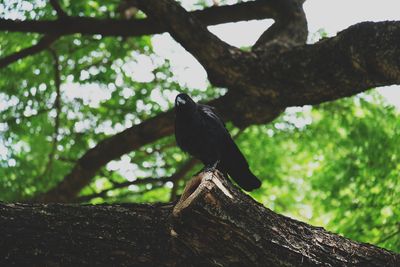 Low angle view of bird perching on tree