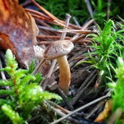 Close-up of mushroom growing on field