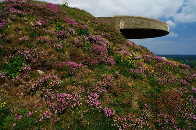 Purple flowers on mountain against sky