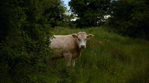 Cow grazing on field in irland