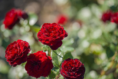 Close-up of red roses