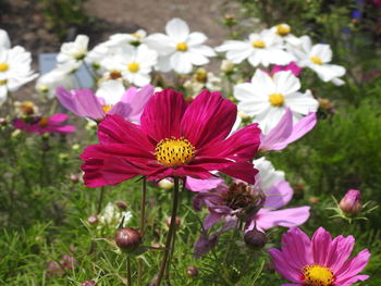 Close-up of pink cosmos flowers