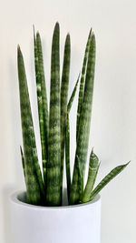 Close-up of succulent plant against white background