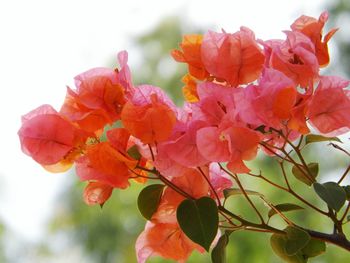 Close-up of bougainvillea blooming against sky