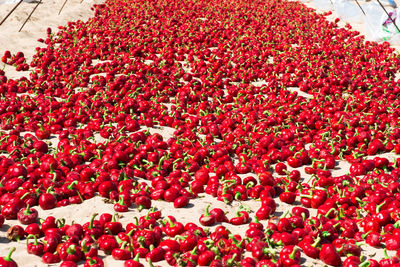 Close-up of red flowers