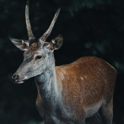 Close-up portrait of deer