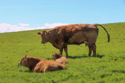 Cows in a field