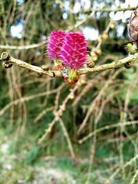 Close-up of pink flower against blurred background