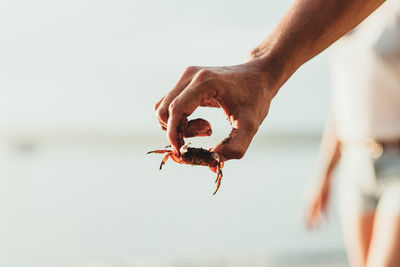 Crop anonymous male holding marine crab in hand while spending summer day with friends on seashore in costa rica