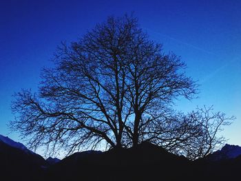Low angle view of silhouette tree against blue sky