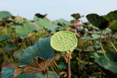 Close-up of lotus pod