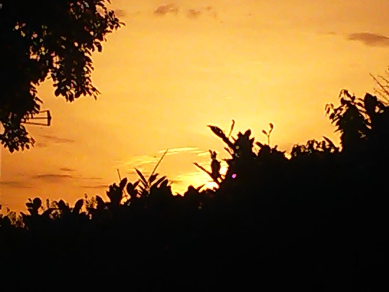 silhouette, plant, tree, sky, sunset, tranquility, beauty in nature, nature, tranquil scene, scenics - nature, orange color, no people, growth, branch, outdoors, cloud - sky, environment, idyllic, leaf, plant part