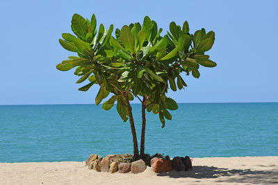 Scenic view of sea against clear sky