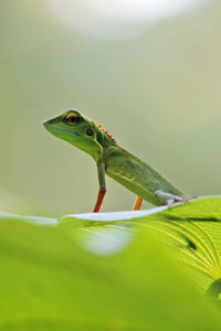 Close-up of lizard on leaf