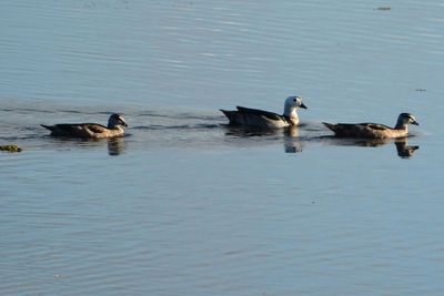 Birds in water