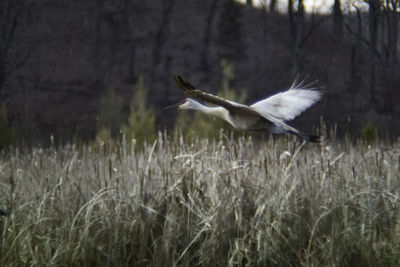 Close-up of gray heron flying in grass