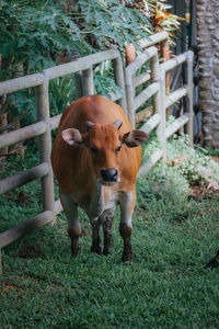 Cows on field