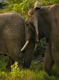 View of elephant on field